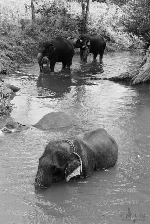 Mahout, Balagollagama