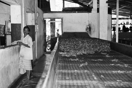 Tea factory,     Nuwara Eliya