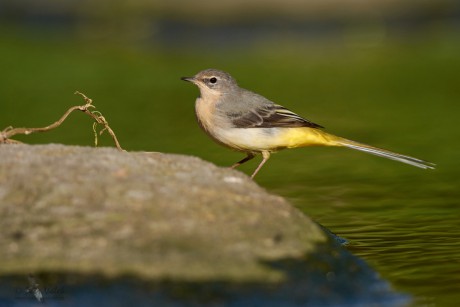 Konipas horský (Motacilla cinerea)