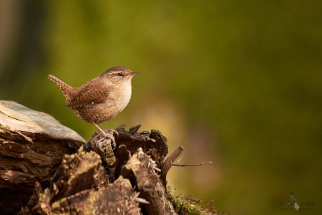 Střízlík obecný (Troglodytes troglodytes)