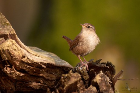 Střízlík obecný  (Troglodytes troglodytes)