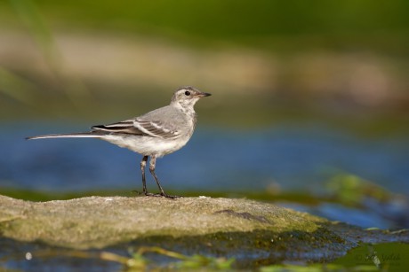 Konipas bílý (Motacilla alba)