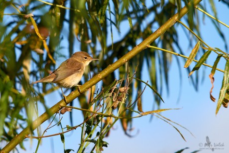 Rákosník zpěvný (Acrocephalus palustris)