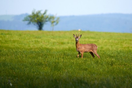 Srnec obecný (Capreolus capreolus)