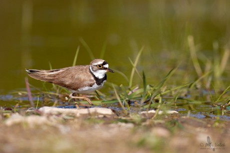 Kulík říční   (Charadrius dubius)