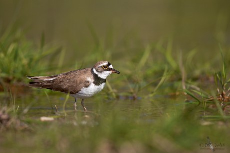 Kulík říční (Charadrius dubius)