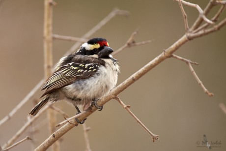 Vousák strakatý (Tricholaema leucomelas)