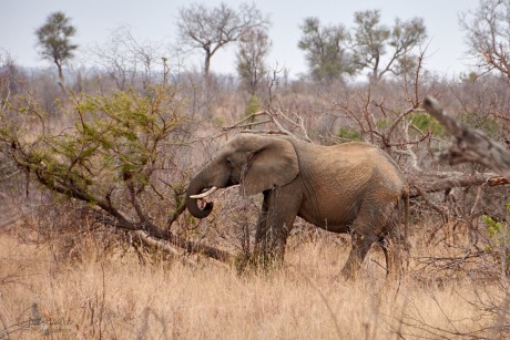 Slon africký  (Loxodonta africana)