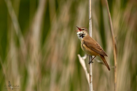 Rákosník velký     (Acrocephalus arundinaceus)