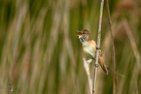 Rákosník velký    (Acrocephalus arundinaceus)