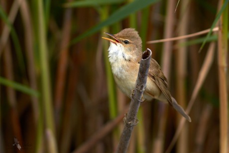 Rákosník obecný    (Acrocephalus scirpaceus)