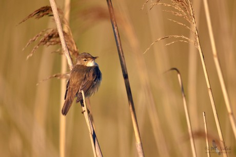 Rákosník obecný  (Acrocephalus scirpaceus)