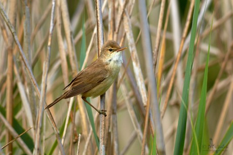 Rákosník obecný (Acrocephalus scirpaceus)