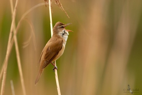 Rákosník velký (Acrocephalus arundinaceus)