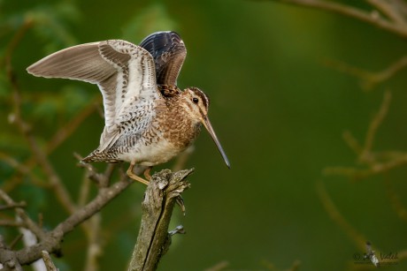 Bekasina otavní (Gallinago gallinago)