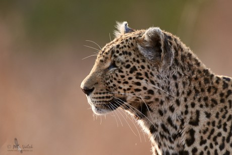 Levhart skvrnitý   (Panthera pardus)