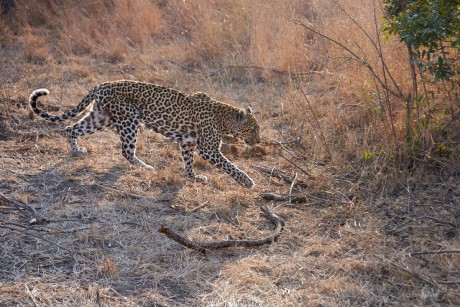 Levhart skvrnitý (Panthera pardus)