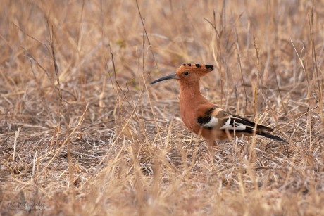 Dudek chocholatý africký (Upupa africana)