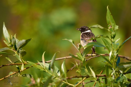 Bramborníček černohlavý (Saxicola rubicola)