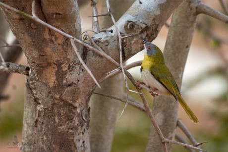 Prinie žlutoprsá (Apalis flavida)