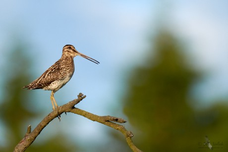 Bekasina otavní  (Gallinago gallinago)