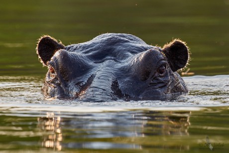 Hroch obojživelný (Hippopotamus amphibius)