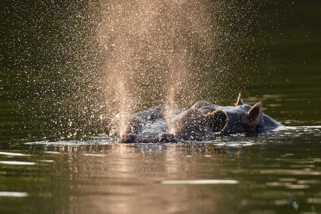 Hroch obojživelný  (Hippopotamus amphibius)