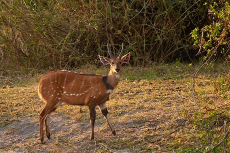 Lesoň pestrý  (Tragelaphus scriptus)