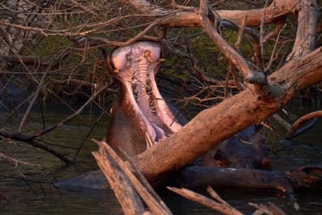 Hroch obojživelný   (Hippopotamus amphibius)