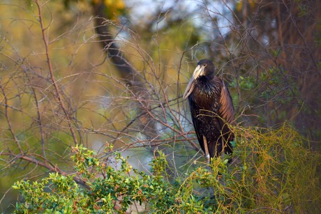 Zejozob africký  (Anastomus lamelligerus)