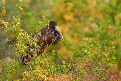 Zejozob africký (Anastomus lamelligerus)