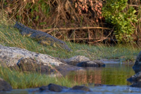 Krokodýl nilský (Crocodylus niloticus)