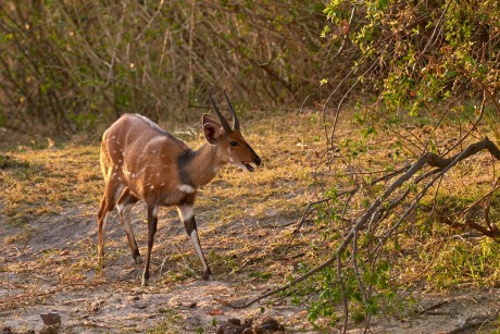 Lesoň pestrý (Tragelaphus scriptus)