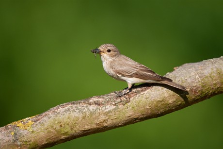 Lejsek šedý (Muscicapa striata)