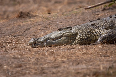 Krokodýl nilský  (Crocodylus niloticus)