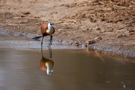 Ostnák africký  (Actophilornis africanus)