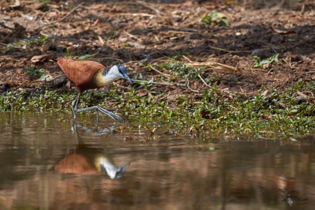 Ostnák africký (Actophilornis africanus)