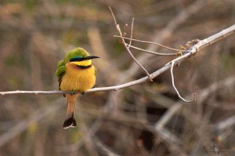 Vlha malá (Merops pusillus)