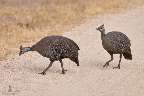 Perlička kropenatá   (Numida meleagris)