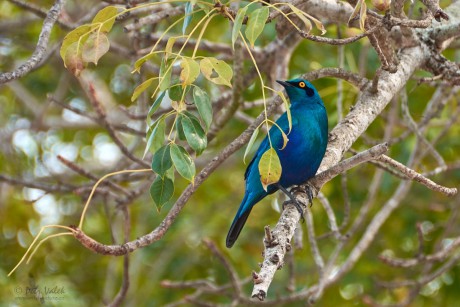 Leskoptev kovová (Lamprotornis chalybaeus)