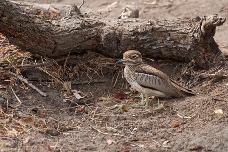 Dytík tmavý     (Burhinus vermiculatus)