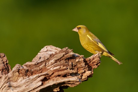 Zvonek zelený (Carduelis chloris)