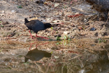 Chřástal žlutozobý  (Amaurornis flavirostris)