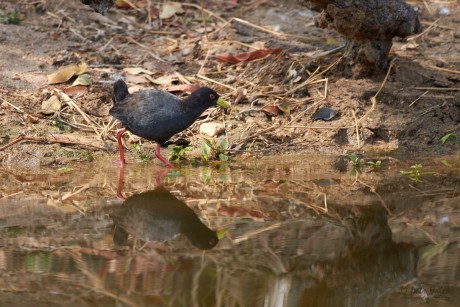 Chřástal žlutozobý (Amaurornis flavirostris)