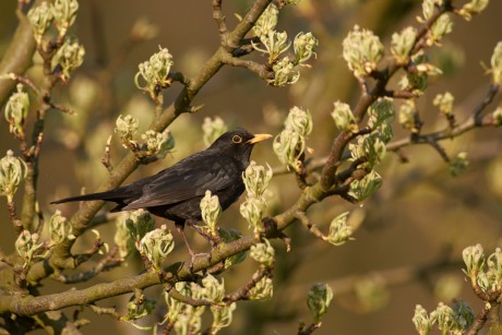 Kos černý (Turdus merula)