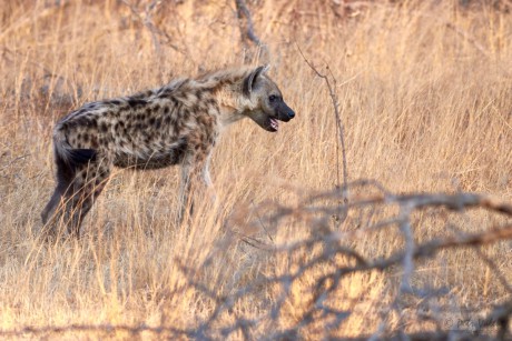 Hyena skvrnitá  (Crocuta crocuta)
