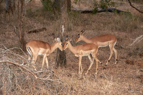 Impala   (Aepyceros melampus)