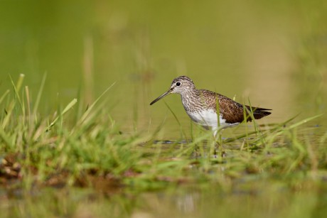 Vodouš kropenatý  (Tringa ochropus) 