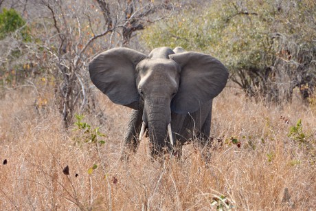 Slon africký    (Loxodonta africana)