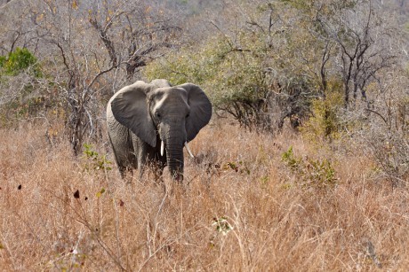 Slon africký   (Loxodonta africana)
